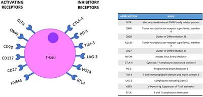 Immune Checkpoint Inhibition in Head and Neck Cancer